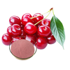 polvere di frutta di ciliegia